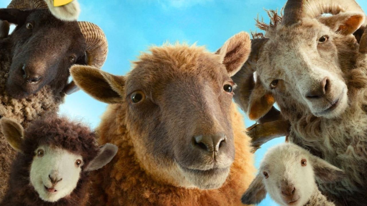 three sheep looking at the camera